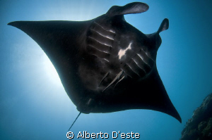 Manta Ray in Raja Ampat by Alberto D'este 
